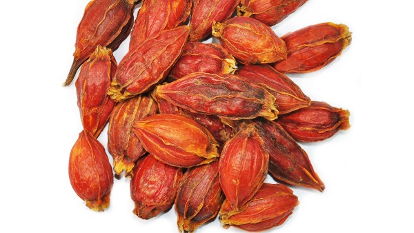 清肺抑火片中的栀子有什么作用？