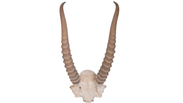 紫雪散中的羚羊角和沉香的作用是什么？