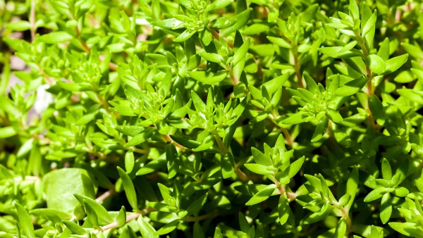 垂盆草是石瓜子草吗 复方垂盆草颗粒和凉血解毒颗粒能一起吃吗