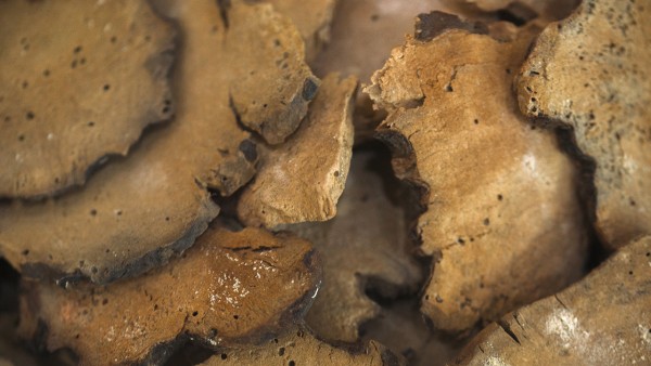 红花逍遥片成分中的茯苓有什么作用呢？