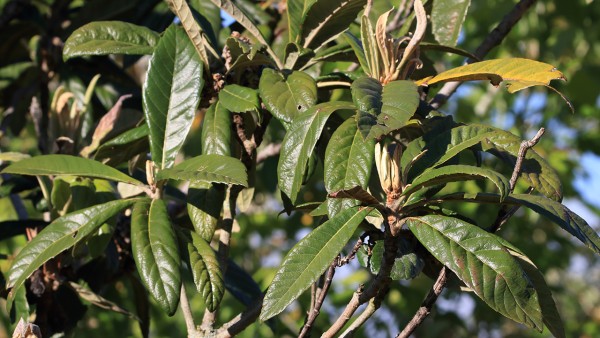 良园枇杷叶膏中的枇杷叶功效好吗？