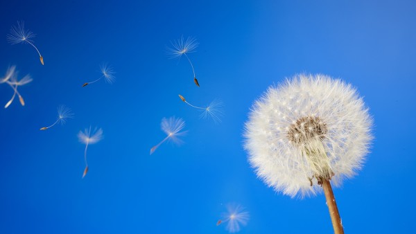 蒲公英片成分是怎么样的?成分有什么作用呢?