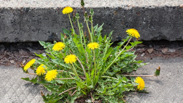 牛黄解毒片和维c银翘片能同吃吗 中一牌维C银翘片能和乙酰氨基酚片一起吃吗