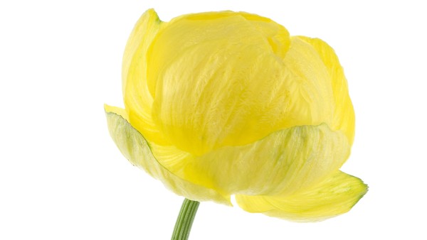 金莲花胶囊与连花清瘟胶囊可以一起吃吗 金莲清热泡腾片和莲花清瘟胶囊的区别是什么？