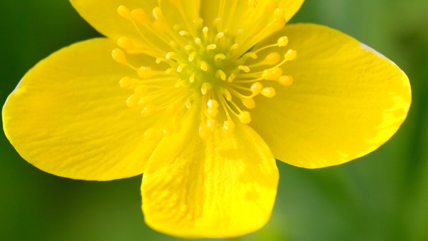 金莲花胶囊与连花清瘟胶囊可以一起吃吗 连花清瘟胶囊真的对新冠肺炎有效吗？