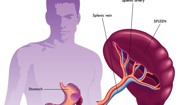 脾氨肽口服溶液的药理作用是什么？