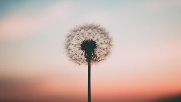 蒲公英片的适应症有什么，功效好吗？