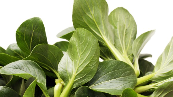 清感穿心莲胶囊能和双黄连口服液一起吃吗 禽流感治疗药物有哪些