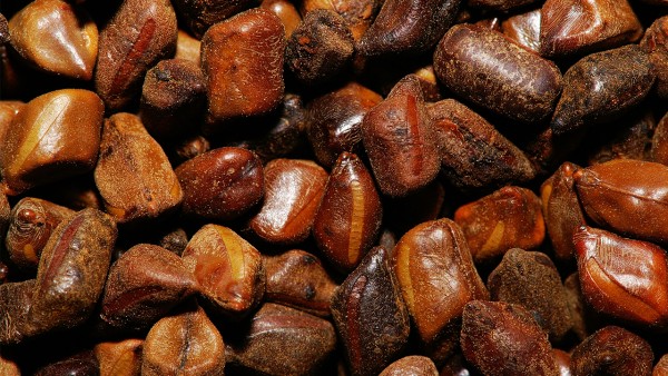 十五味乳鹏丸性状是什么的呢？功效好吗？