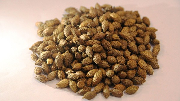 苍耳子鼻炎胶囊能和乙酰氨基酚片一起吃吗 鼻窦炎眉骨疼怎么缓解