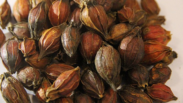 栀子金花丸中的知母有什么功效？