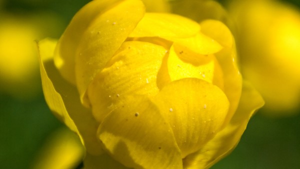 金莲清热泡腾片能和蒲地蓝消炎片一起吃吗 蒲地蓝消炎片和金莲花能共同吃吗？