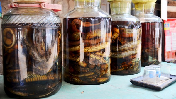 壮骨药酒中的熟地黄功效好吗？