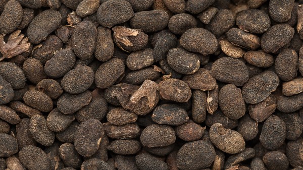 雷允上药业安宫牛黄散与布洛芬可以一起吃吗 除了连花清瘟和布洛芬这些药也行