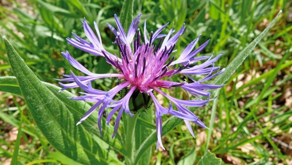 連花清瘟不是預(yù)防用藥嗎 連花清瘟怎么吃