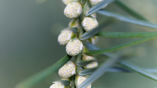 調(diào)理宮寒痛經(jīng)的中成藥 暖宮七味散效果好嗎