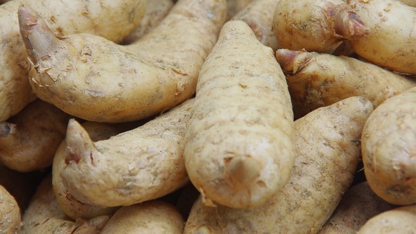 天麻蜜环菌片要怎么使用效果才好呢？