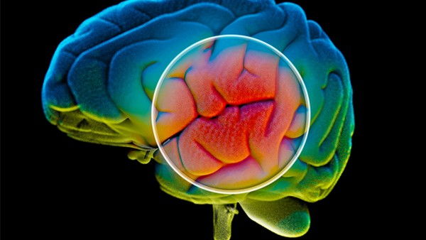 毛冬青片疗效有什么？