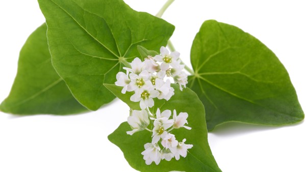 金荞麦胶囊功效怎么样呢 金荞麦胶囊成人吃多少