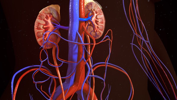 肾炎康复片有什么作用呢？