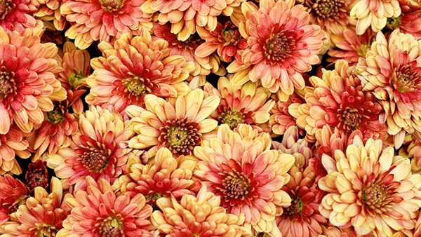 珊瑚七十味丸的药理作用是什么？