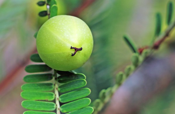 二十五味余甘子丸和解毒通淋丸能一起吃吗 运动员能吃十三味红花丸吗？