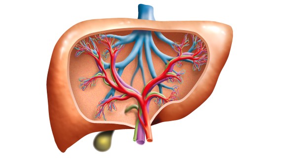 甘草甜素片和肝复康丸治乙肝的效果有什么不一样呢？