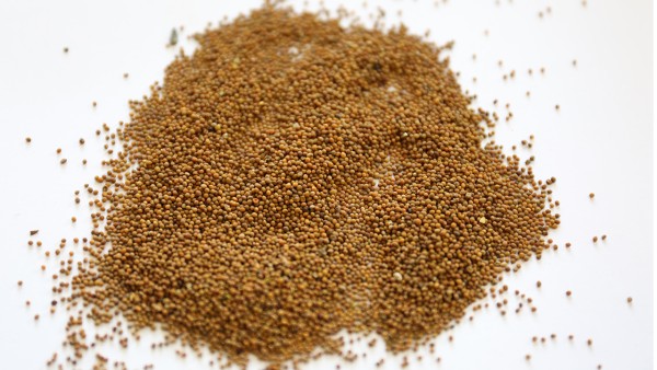 吲达帕胺片的药理是什么？