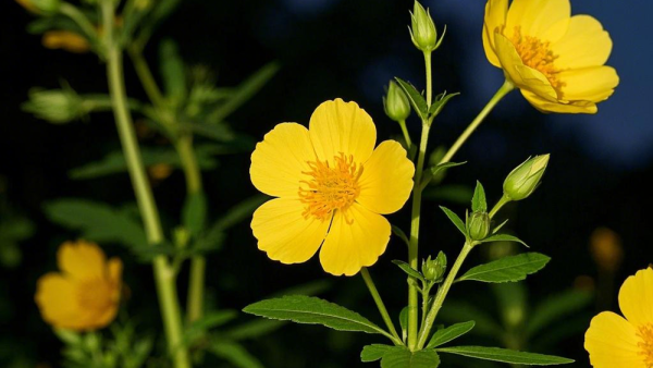 复方冬凌草含片的功效有哪些?