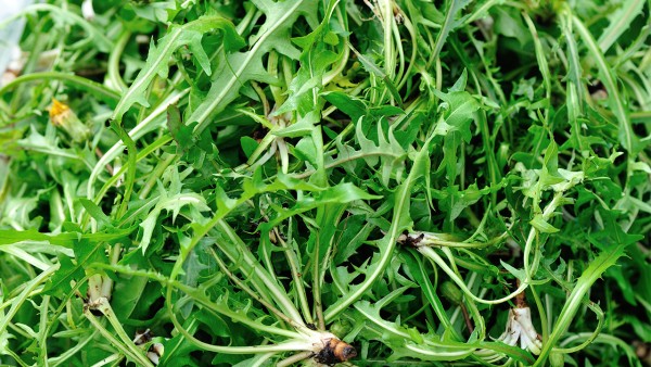 舒泌通片成人吃多少 舒泌通片量吃多了会对身体有害吗？