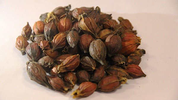 栀子金花丸与大黄蛰虫丸一起吃治痤疮吗?