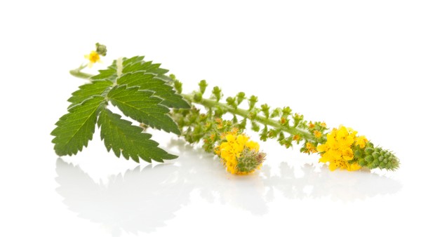 复方仙鹤草肠炎胶囊对新冠肺炎有效果吗 感冒鼻塞喉咙痛拉肚子吃哪些药好