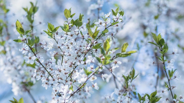 梅花点舌丸中的蟾酥有什么功效？必知蟾酥的5的药理作用