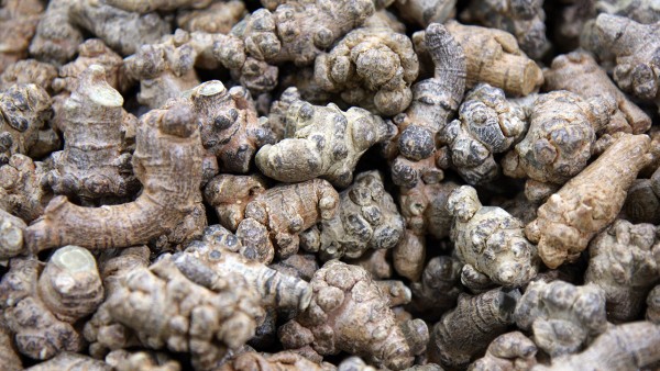 腰扭了吃三七片效果好吗 腰扭了吃红药片还是三七片?